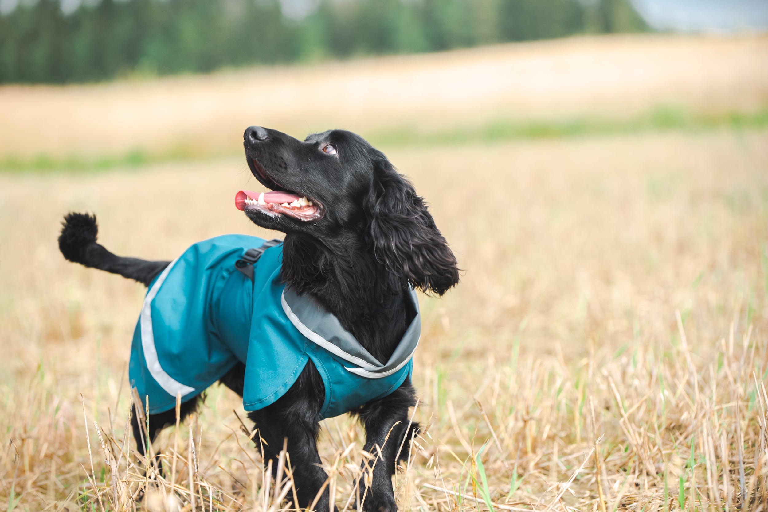 Pomppa Sade manteau imperméable pour chien Petrol