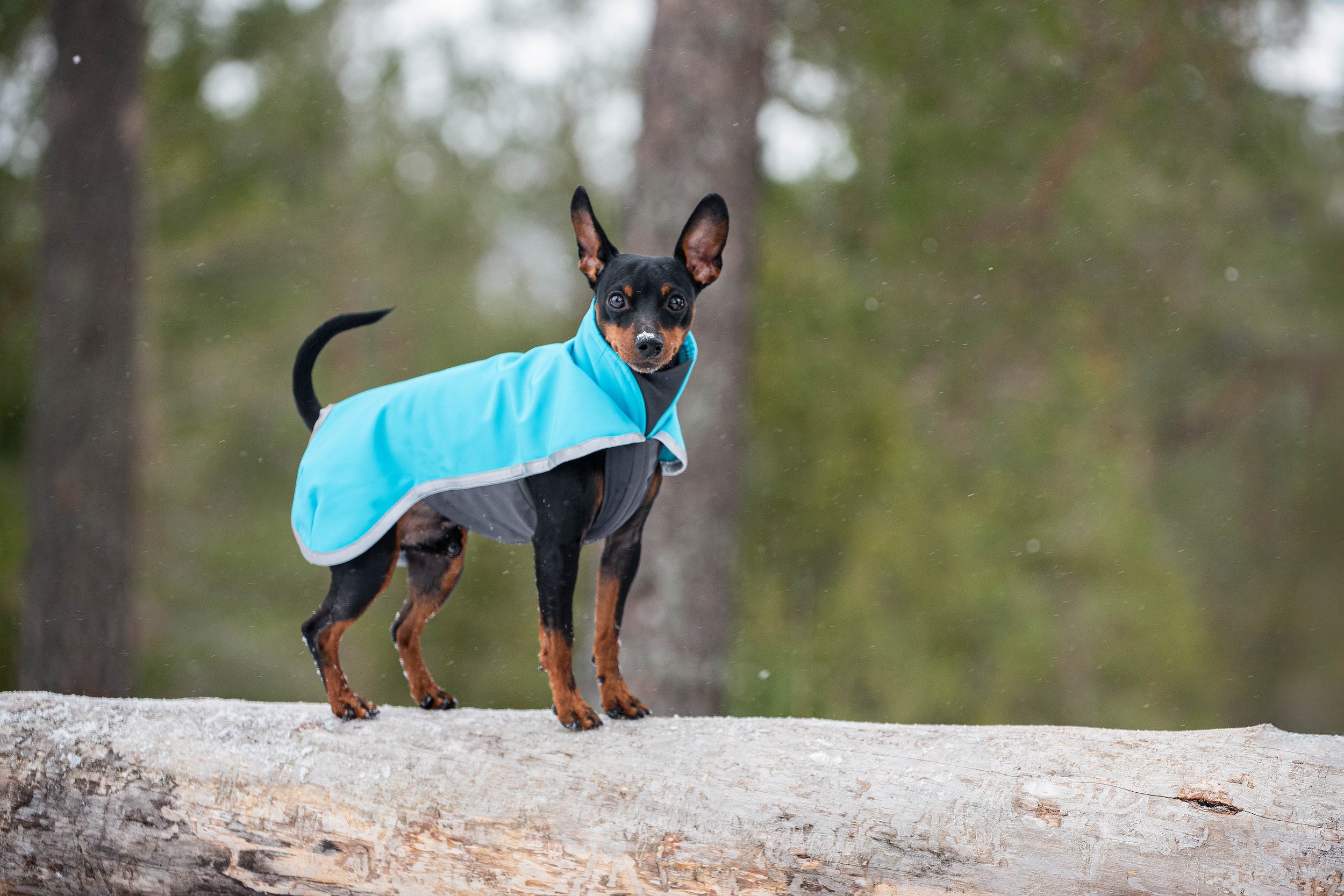 Pomppa Sportti manteau imperméable et chaud chien actif Artic