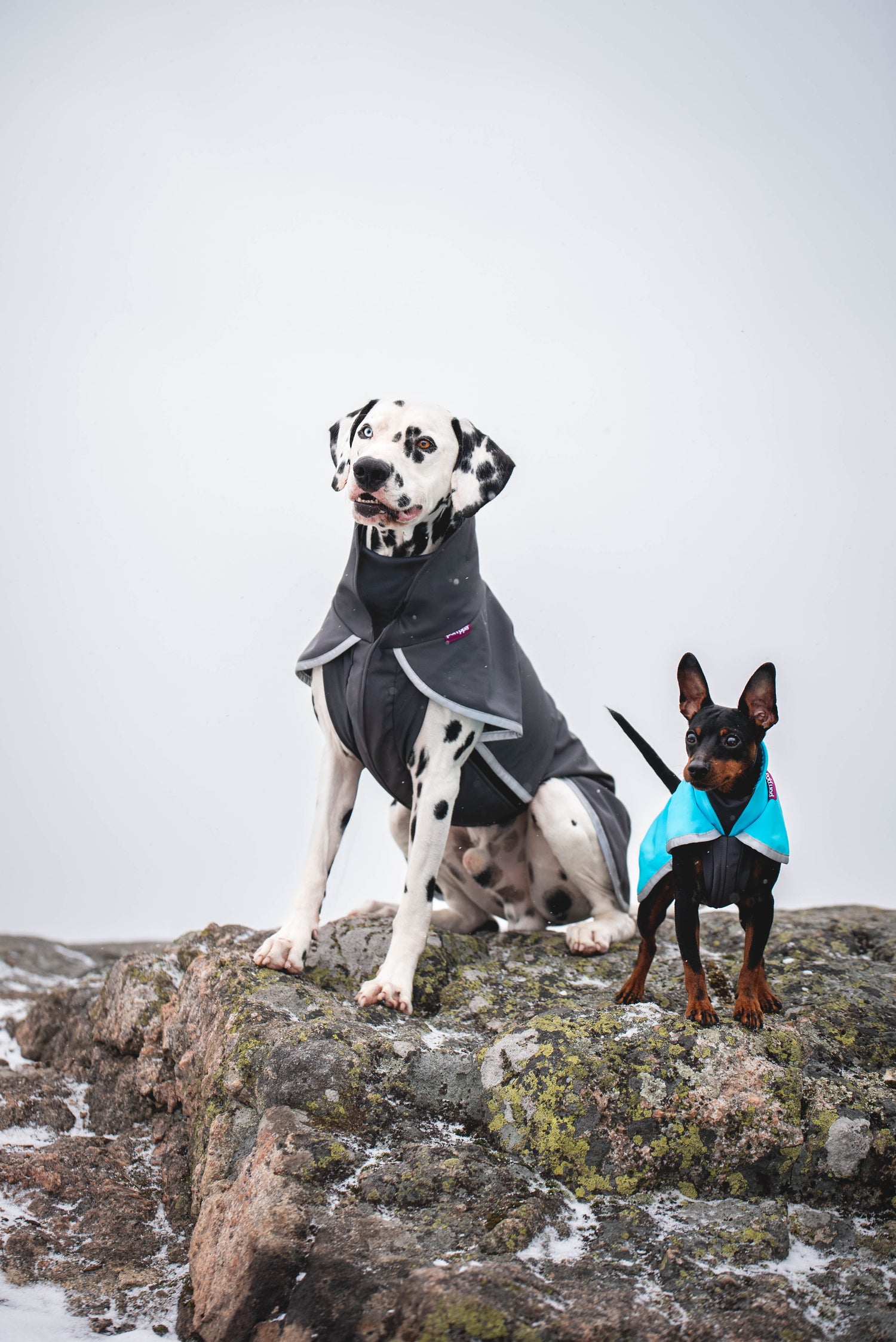 Pomppa Sportti manteau imperméable et chaud pour chien actif Graphite