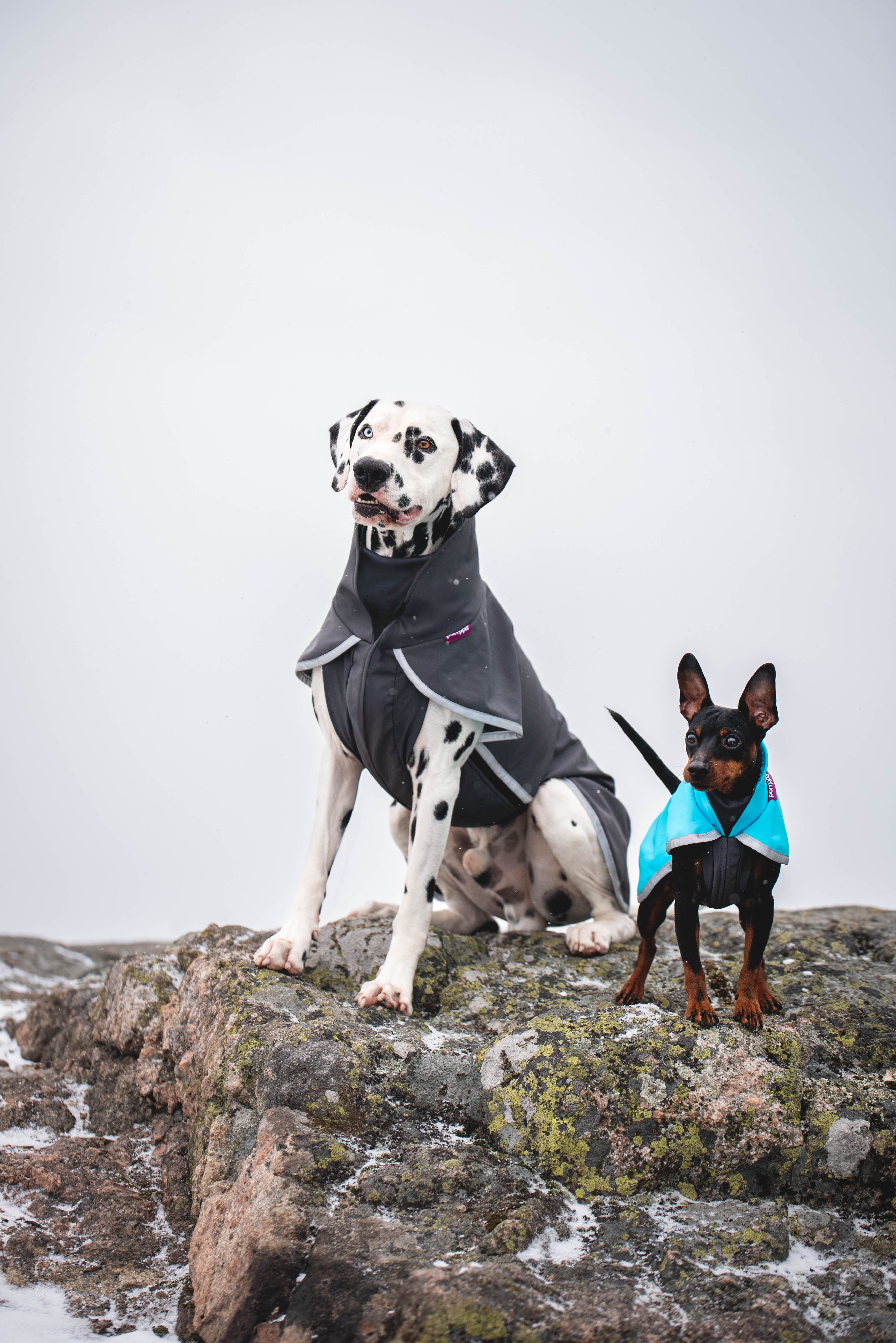 Pomppa Sportti manteau imperméable et chaud pour chien actif Graphite