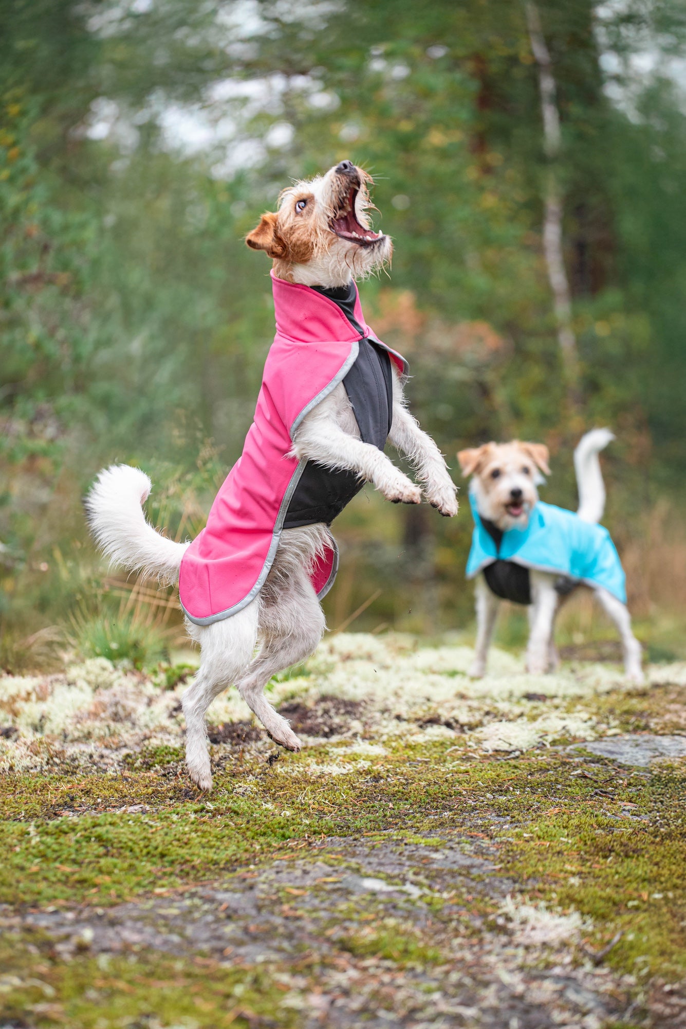 Pomppa Sportti manteau imperméable et chaud chien actif Pink