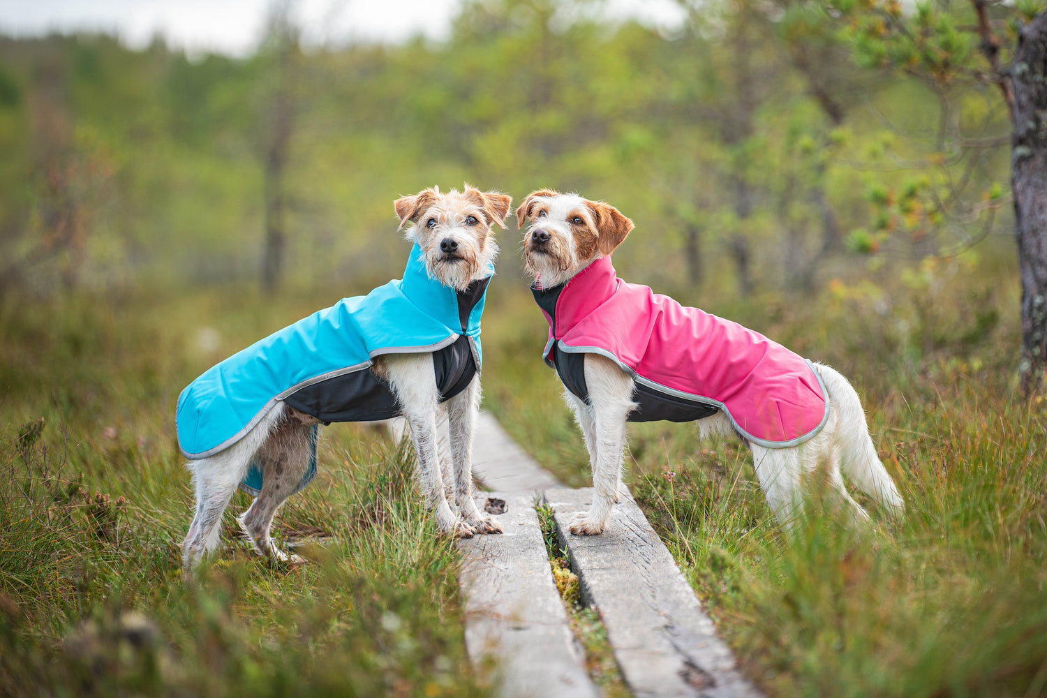 Pomppa Sportti manteau imperméable et chaud chien actif Artic