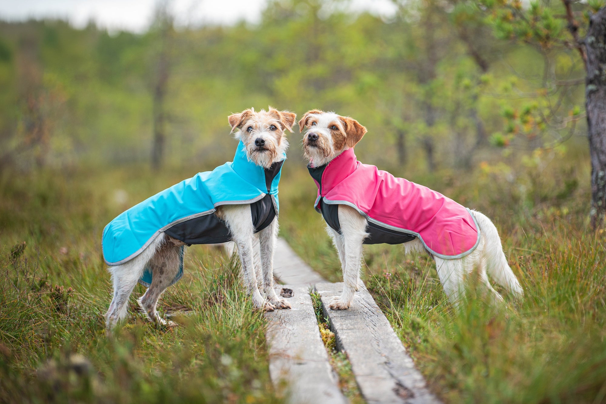 Pomppa Sportti manteau imperméable et chaud chien actif Artic