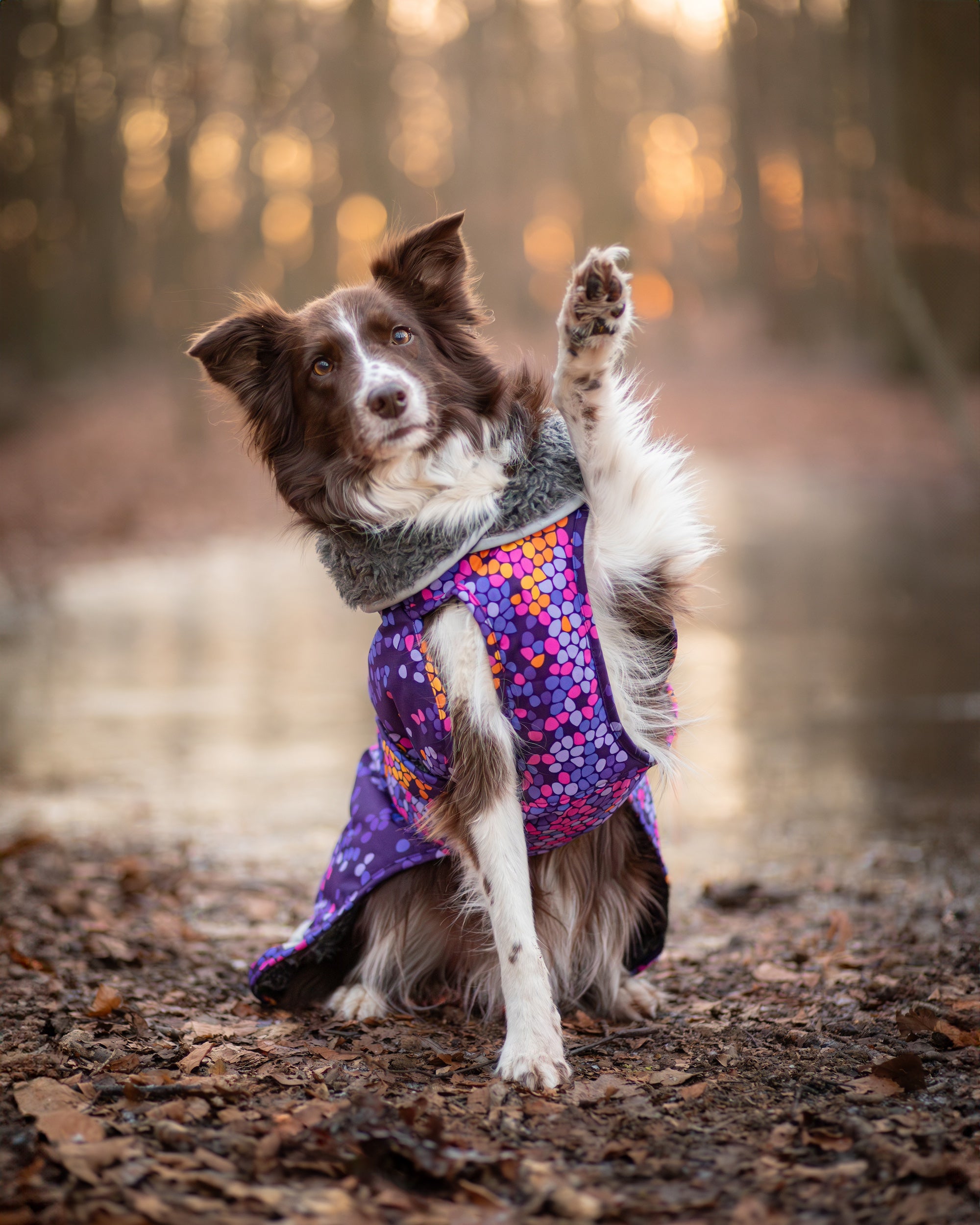 Pomppa Toppa manteau imperméable doublé pour chien Cosmos