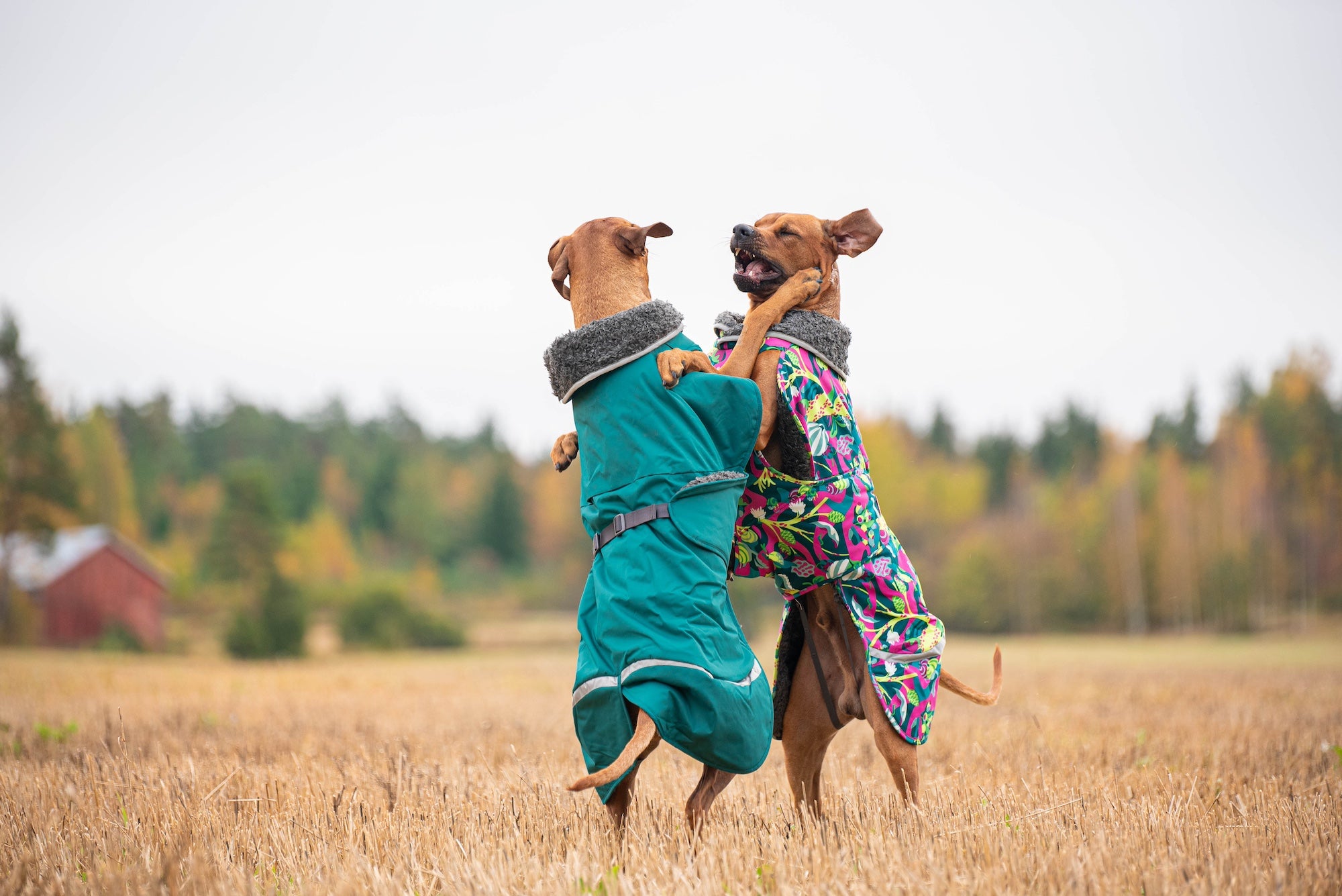 Pomppa Toppa manteau imperméable doublé pour chien Forest
