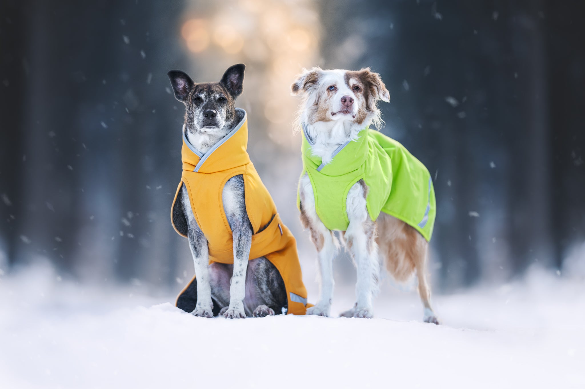 Pomppa Toppa manteau imperméable doublé pour chien Curry