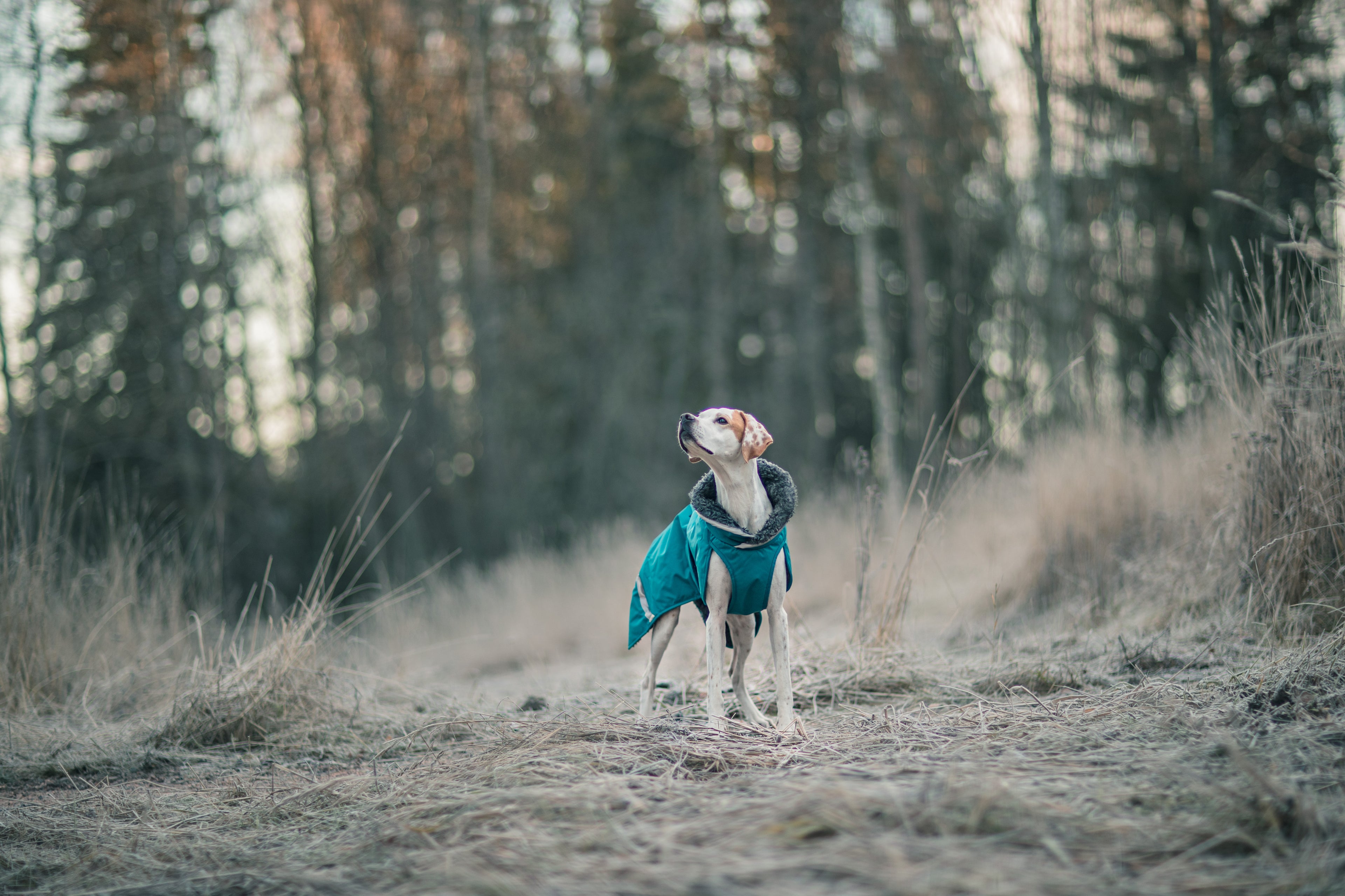 Pomppa Toppa manteau imperméable doublé pour chien Petrol
