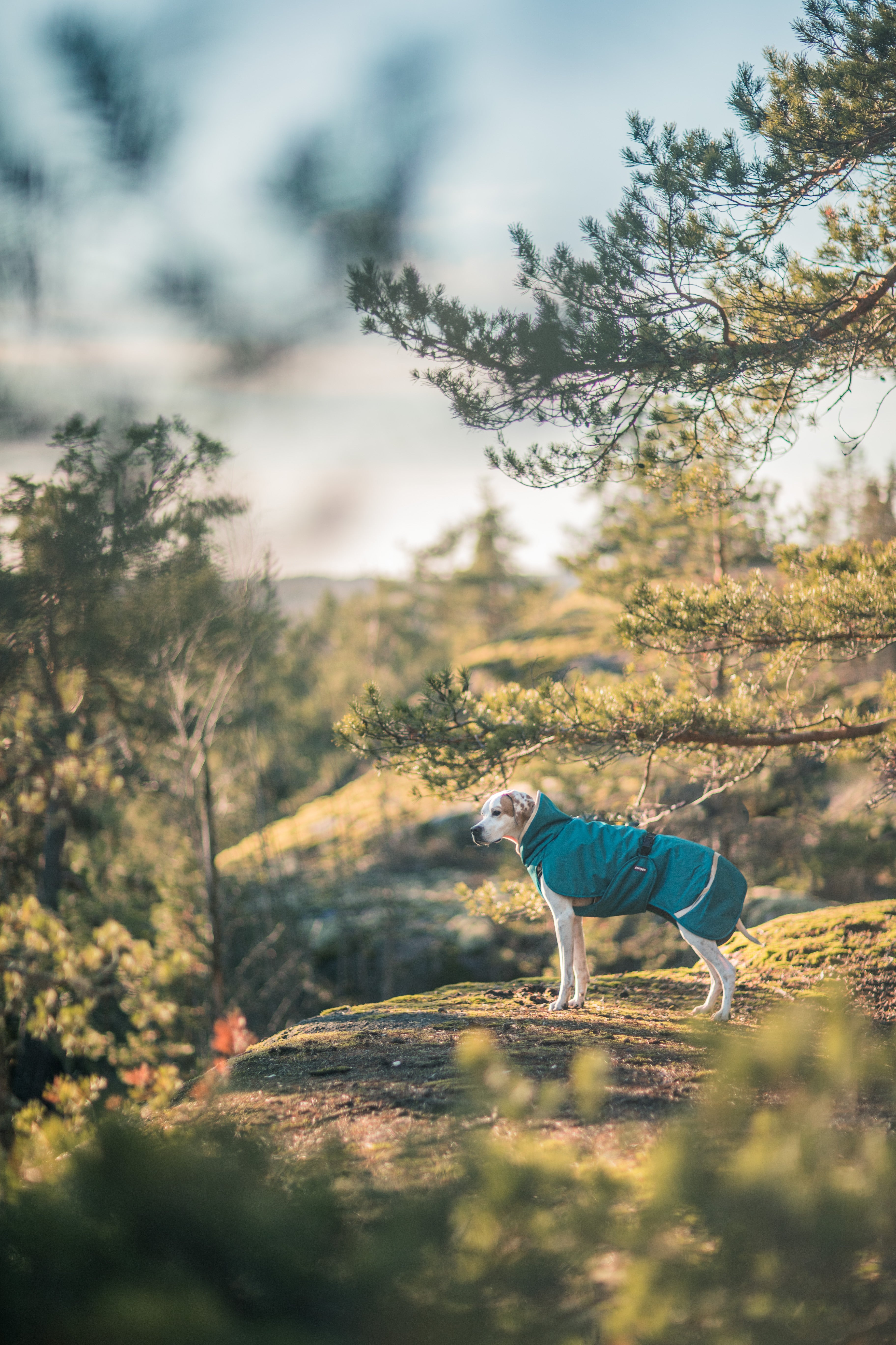 Pomppa Toppa manteau imperméable doublé pour chien Petrol