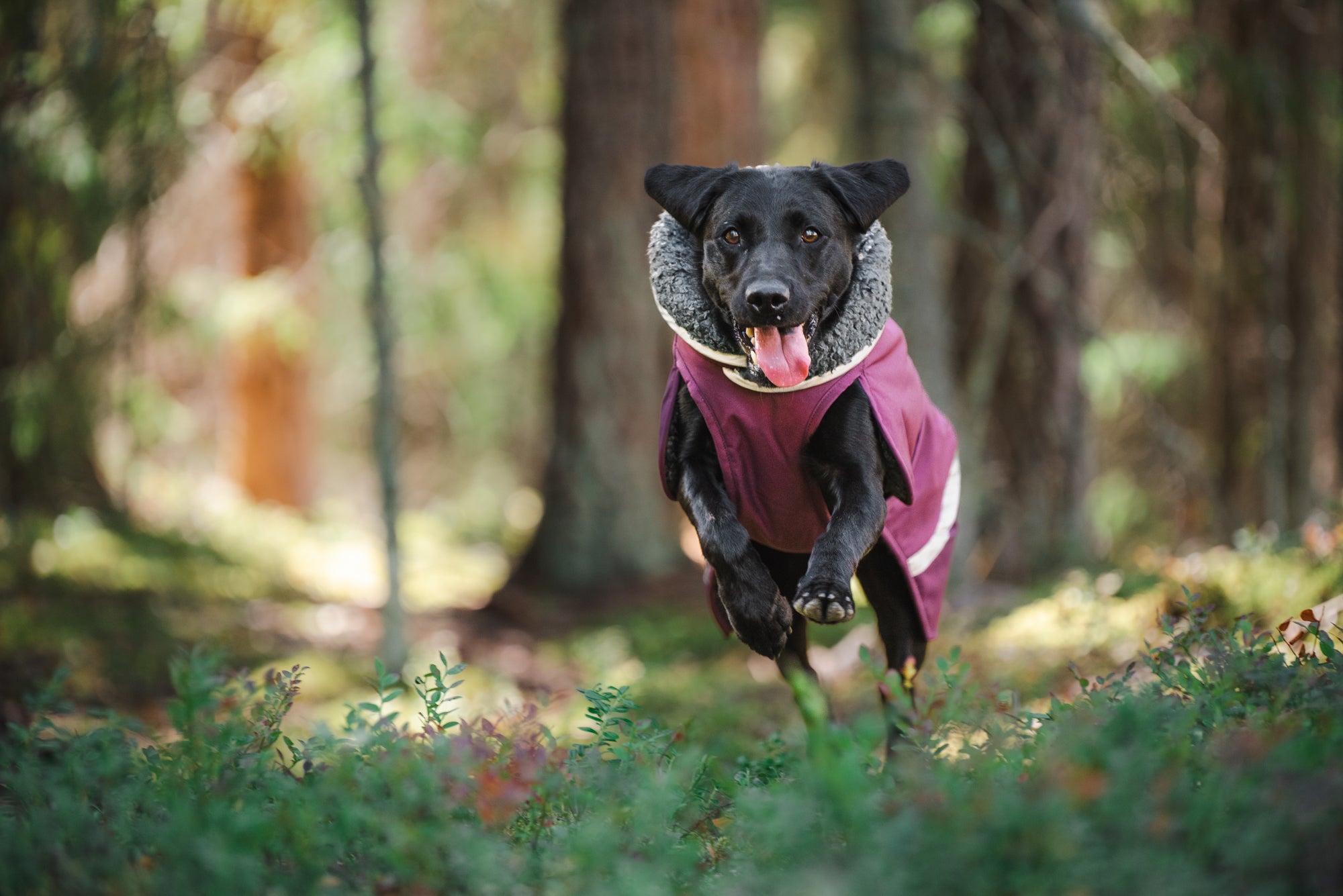 Pomppa Toppa manteau imperméable doublé pour chien Plum