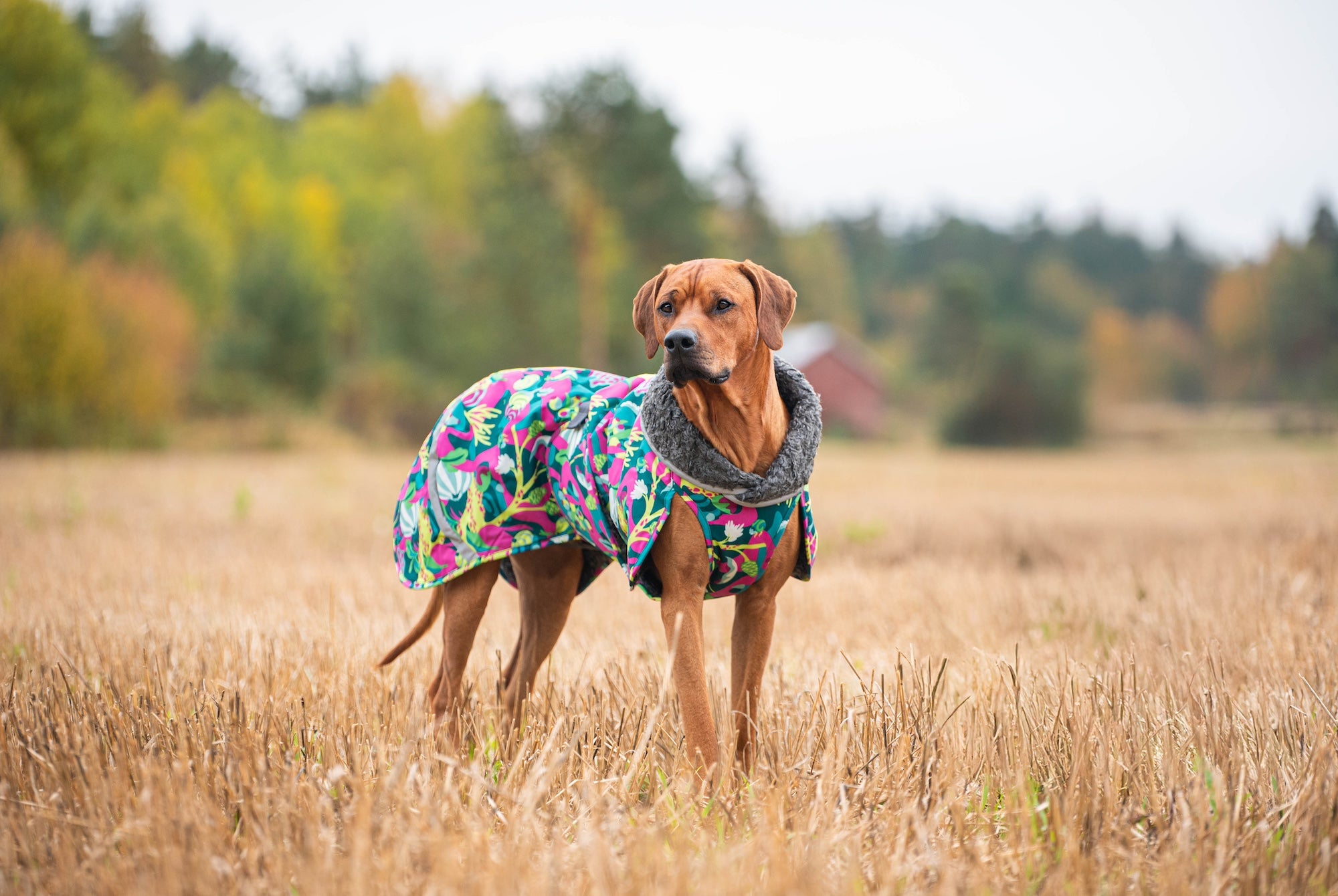 Pomppa Toppa manteau imperméable doublé pour chien Trail