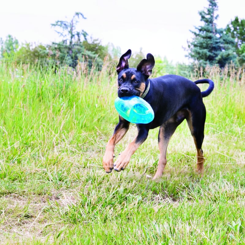 KONG Jumbler football