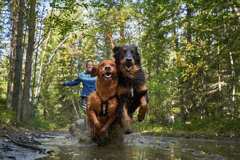 Non Stop Harnais de canicross Free Motion