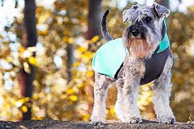 Pomppa Jumppa manteau polaire pour chien Mint