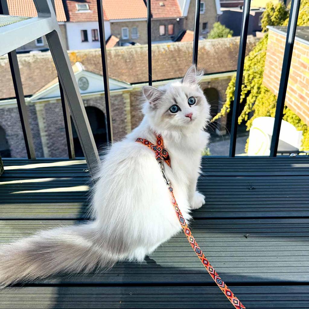 Harnais+laisse chat indian design