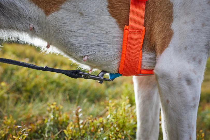 Non Stop Harnais Line