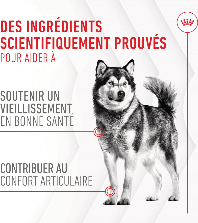 Aliment complémentaire Joint & Ageing Chews pour chien