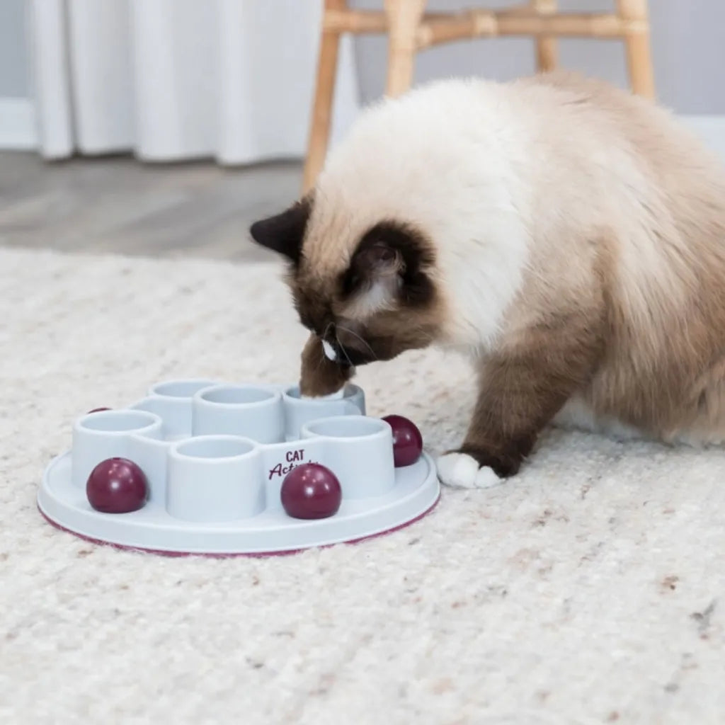 Cat Activity Pentagon