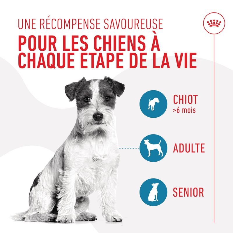 Royal Canin Training Treats pour chien
