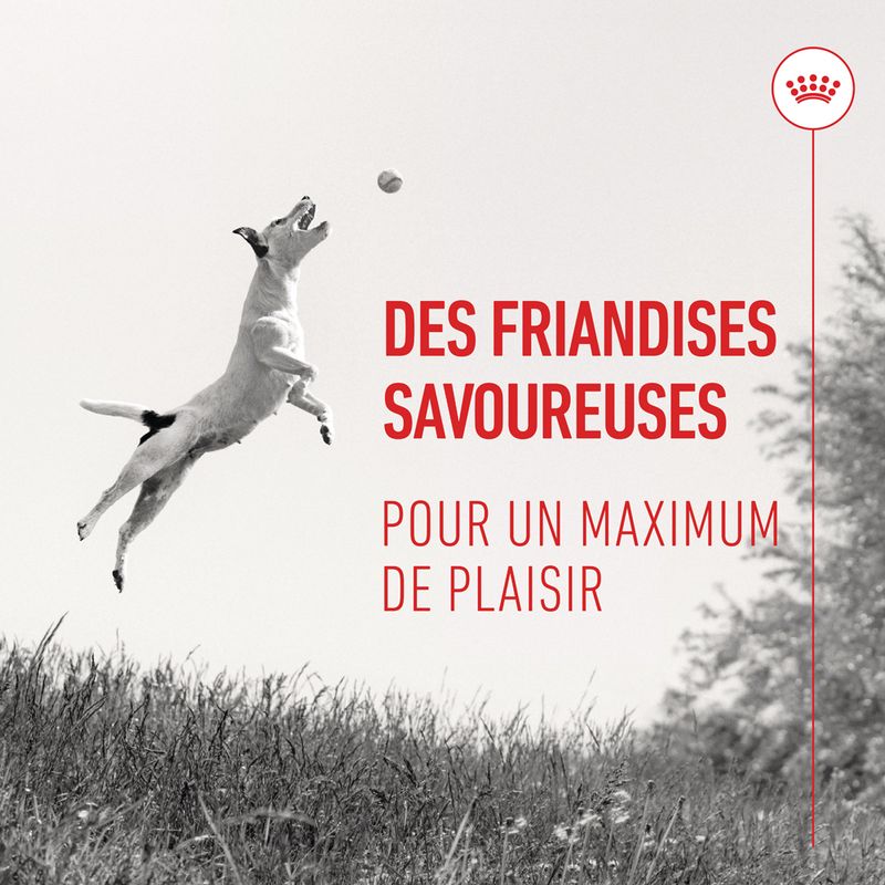 Royal Canin Training Treats pour chien