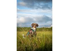 Pomppa Sade manteau imperméable pour chien Kartta