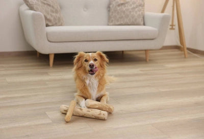 Baton à macher bois cafeier