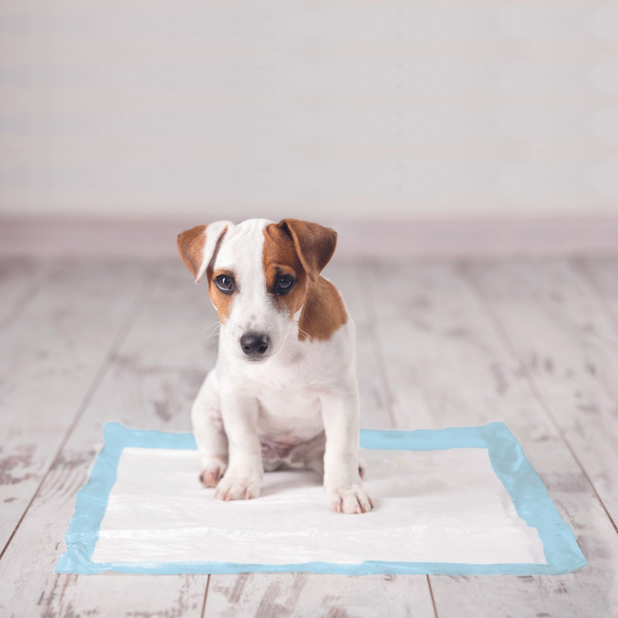 Tapis d’éducation