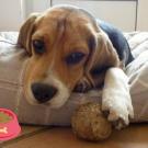Emmy - Beagle  - Femelle