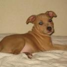 Enjy de l exil des titants - American Staffordshire Terrier (Staffordshire Terr  - Femelle
