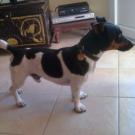 Astro - Jack Russell Terrier (Jack Russell d'Australie)  - Mâle