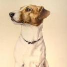 Vegas - Jack Russell Terrier (Jack Russell d'Australie)  - Mâle