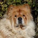 Darling - Chow Chow  - Femelle