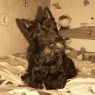 Lola - Terrier écossais (Scottish Terrier)  - Femelle