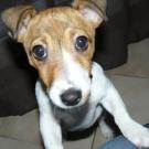 Ovalie - Jack Russell Terrier (Jack Russell d'Australie)  - Femelle