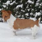 Andie - Jack Russell Terrier (Jack Russell d'Australie)  - Femelle stérilisée