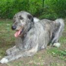 Bohème du grand chien de culann - Lévrier Irlandais (Wolfhound)  - Femelle
