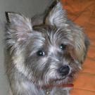 Flanelle - Cairn Terrier  - Femelle