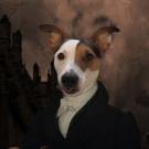 Uggo - Jack Russell Terrier (Jack Russell d'Australie)  - Mâle