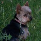 Sissy impératrice d'auberives - Yorkshire Terrier  - Femelle