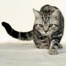 Calin wondercat - British Shorthair  - Mâle