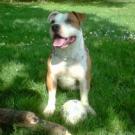 Tyson - American Staffordshire Terrier (Staffordshire Terr  - Mâle