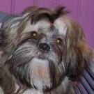 Fifty - Lhassa Apso  - Femelle