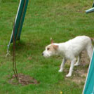 Relsa - Jack Russell Terrier (Jack Russell d'Australie)  - Femelle stérilisée