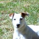 Daddy - Jack Russell Terrier (Jack Russell d'Australie)  - Mâle