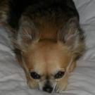 Betsy - Chihuahua (Chihuahueño)  - Femelle