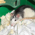 Cacahuète - Rat  - Mâle