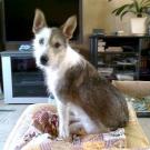 Eonia - Fox Terrier  - Femelle stérilisée