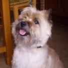 Tobby - Cairn Terrier  - Mâle