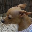 Bounty - Chihuahua (Chihuahueño)  - Femelle stérilisée