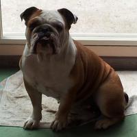Fiona - Bulldog  - Femelle