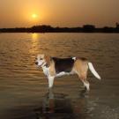 Lady - Beagle  - Femelle stérilisée
